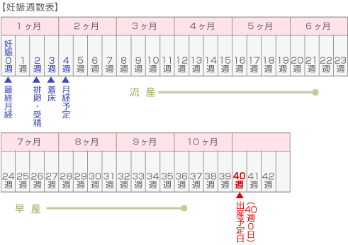 周期 妊娠 わかりやすい妊娠週数一覧表