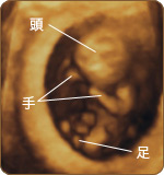 赤ちゃんのカラダ12〜15週