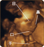 赤ちゃんのカラダ24〜27週